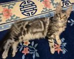 Maine coon kittens geboren in Brussel 26.06.2025., Dieren en Toebehoren, Kater, Gechipt, 0 tot 2 jaar