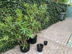 4 oleander voor 35 euro, Tuin en Terras, Volle zon, Vaste plant, Zomer, Ophalen