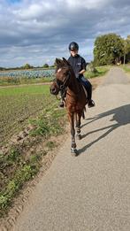 Leermeester, Animaux & Accessoires, Poneys, 11 ans ou plus, Hongre, Poney de récréation, Poney D (1.37 m à 1.48m)