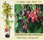 DOORNLOZE BRAAMBESSEN IN POT, 5€/Stuk, 5 voor 20€, Ophalen of Verzenden, Lente, Vaste plant, Fruitplanten