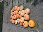 pompoenen 3€ 5€, Tuin en Terras, Bloembollen en Zaden, Ophalen