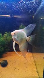 Maanvis met gourami
