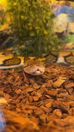 Dwarf retic