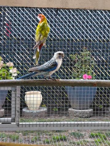 Rosella man