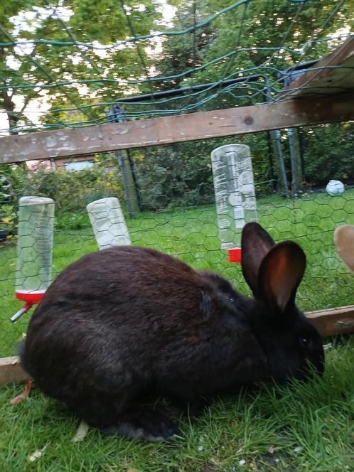 Duitse reus dekram, Dieren en Toebehoren, Knaagdieren en Konijnen | Toebehoren, Ophalen of Verzenden