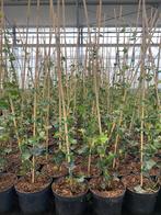 Hedera helix hibernica. Klimplanten