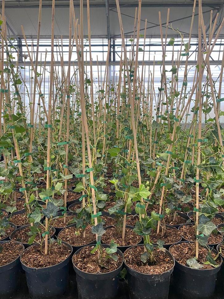 Hedera helix hibernica. Klimplanten, Tuin en Terras, Planten | Struiken en Hagen, Ophalen