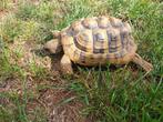 Landschildpad, Dieren en Toebehoren, Schildpad, Met terrarium