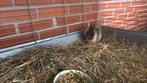 Bruine dwerg konijnen, Dieren en Toebehoren, Dwerg