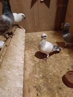 Duiven Libanese, Dieren en Toebehoren, Vogels | Duiven