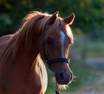 Arabisch volbloed Sportpaard, Dieren en Toebehoren, Paarden