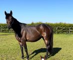 Lieve draagmerrie of weidemaatje, Dieren en Toebehoren, Merrie, Minder dan 160 cm, Gechipt, 7 tot 10 jaar