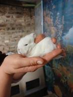 Baby dwergkonijntjes, Dieren en Toebehoren, Konijnen, Meerdere dieren, Dwerg, 0 tot 2 jaar