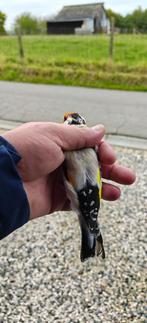Major XL eumo split witkop 2025, Dieren en Toebehoren, Vogels | Overige Vogels, Mannelijk, Wildzangvogel, Geringd
