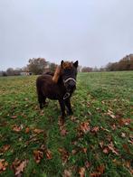 Shetland veulen tekoop!, Dieren en Toebehoren, Pony's, Merrie, Niet van toepassing, Gechipt, 0 tot 2 jaar