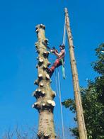 Elagueur grimpeur  abattage arbres dangereux, Services & Professionnels
