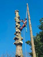 Elagueur grimpeur  abattage arbres dangereux