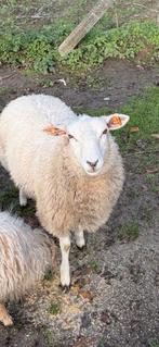 Schapenmoerke, Dieren en Toebehoren, Schapen, Geiten en Varkens