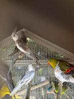 HALF TAMME WITTE EN GELE VALKPARKIETEN VANAF 50 EURO/VOGEL, Dieren en Toebehoren, Meerdere dieren, Parkiet, Tam