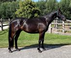 Dressuurpaard, Dieren en Toebehoren, Paarden, Gechipt, Ruin, Dressuurpaard, 3 tot 6 jaar