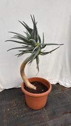 Aloë ~1m, Ophalen, Overige soorten, In pot, Minder dan 100 cm