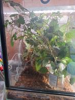 Australische flappentakken innisfail, Dieren en Toebehoren, Ophalen