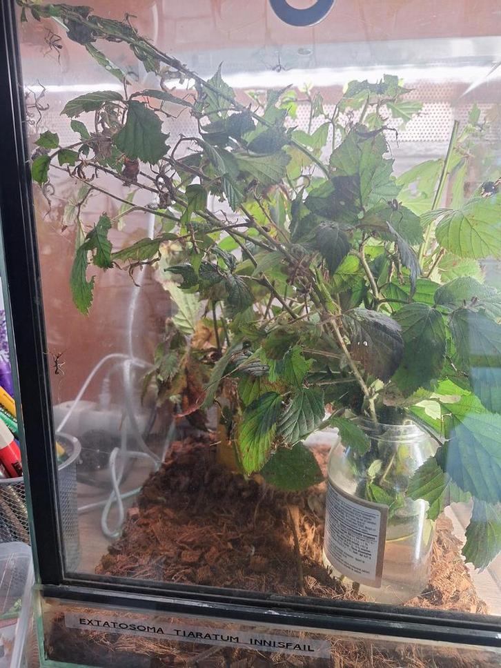 Australische flappentakken innisfail, Dieren en Toebehoren, Reptielen en Amfibieën | Toebehoren, Ophalen