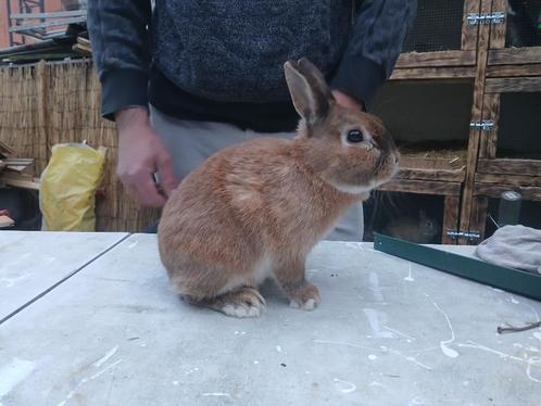 Dwergkonijnen, Dieren en Toebehoren, Konijnen, Klein, Meerdere dieren, 0 tot 2 jaar