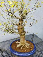 Bonsai Celtis Chinensis - Oosterse Netelboom, Tuin en Terras, Planten | Bomen, In pot, Minder dan 100 cm, Halfschaduw, Overige soorten