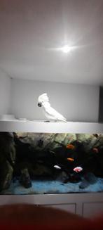 Cockatoo alba. 1-jarige jongeren