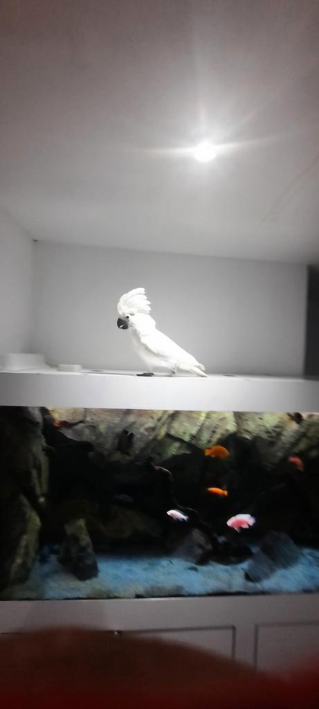 Cockatoo alba. 1-jarige jongeren, Dieren en Toebehoren, Vissen | Aquariumvissen