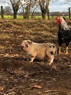Mini varkentjes gottinger, Dieren en Toebehoren, Schapen, Geiten en Varkens, Vrouwelijk, Varken, 0 tot 2 jaar