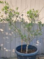 Olijfboom, Tuin en Terras, Planten | Tuinplanten, Ophalen