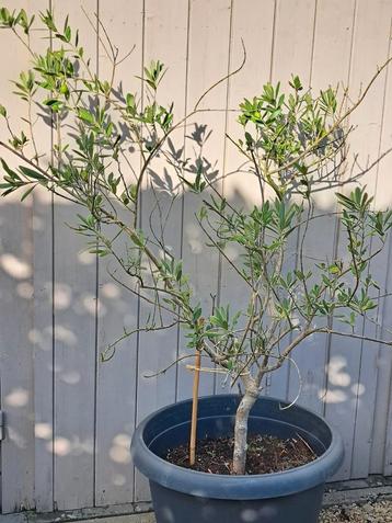 Olijfboom beschikbaar voor biedingen