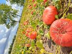 Pompoenen, sierfruit en kalebassen, Tuin en Terras, Ophalen