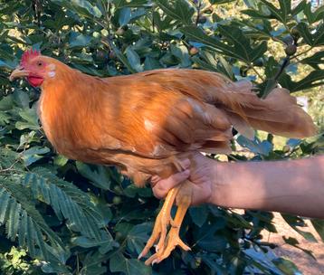 Haantje Leghorn buff beschikbaar voor biedingen