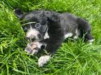 Prachtige border collie pups, CDV (hondenziekte), Meerdere, 8 tot 15 weken, Meerdere dieren