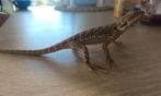 Pogona jeune