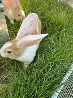 Vlaamse reuzen, Dieren en Toebehoren