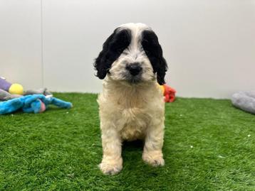Cockapoo pups beschikbaar voor biedingen