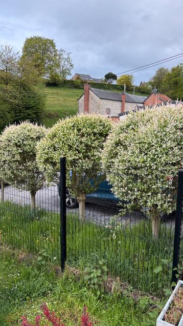 Salix (saule crevette) beschikbaar voor biedingen