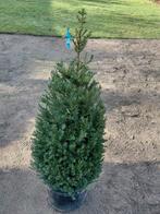 Taxus Baccata kegelvorm actie, Ophalen, Taxus