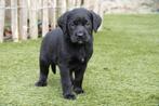 Prachtige Zwarte Labrador pups, geteste ouders, Dieren en Toebehoren, Parvo, België, 8 tot 15 weken, Labrador retriever