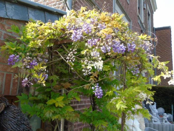 GLYSINE 3 kleuren op smeedijzeren paraplu H 2m60, Tuin en Terras, Planten | Tuinplanten, Vaste plant, Klimplanten, Halfschaduw