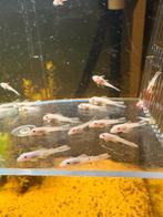 Snow white babys, Dieren en Toebehoren, Vissen | Aquariumvissen, Vis, Zoetwatervis, Schoolvis