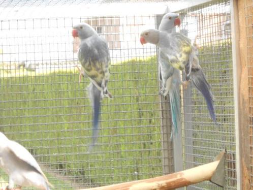 halsbanden ress bont, Dieren en Toebehoren, Vogels | Parkieten en Papegaaien, Parkiet, Meerdere dieren, Geringd