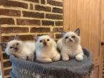 Kitten poesje britse korthaar, Dieren en Toebehoren, Poes, Gechipt