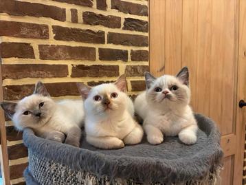 Kitten poesje britse korthaar beschikbaar voor biedingen