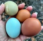 Kleurleggers Marans, Araucana en Cream Legbar 0472/51.09.71, Dieren en Toebehoren, Kip