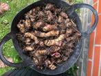 Canna's - knollen te koop, Tuin en Terras, Bloembollen en Zaden, Ophalen of Verzenden, Gehele jaar, Bloembol, Volle zon